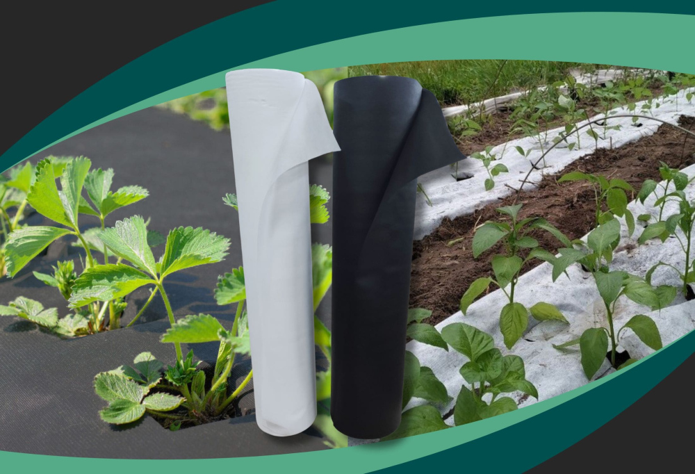 Чёрно-белое агроволокно: универсальный помощник для защиты и мульчирования растений