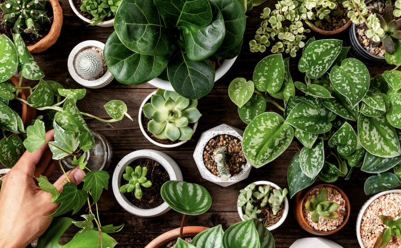 7 кімнатних рослин для ледачих які очищують повітря вдома