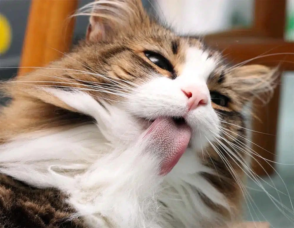 Як діє корм для виведення шерсті