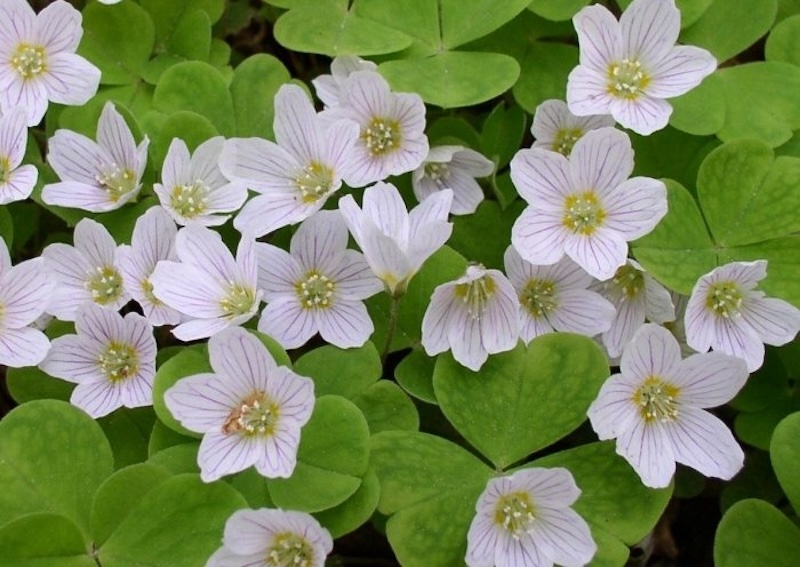 Як зробити квітковий годинник: інструкція та таблиця рослин