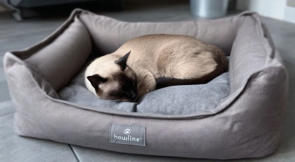 Ідеальна квартира для котика: як створити комфортний простір для щасливого життя